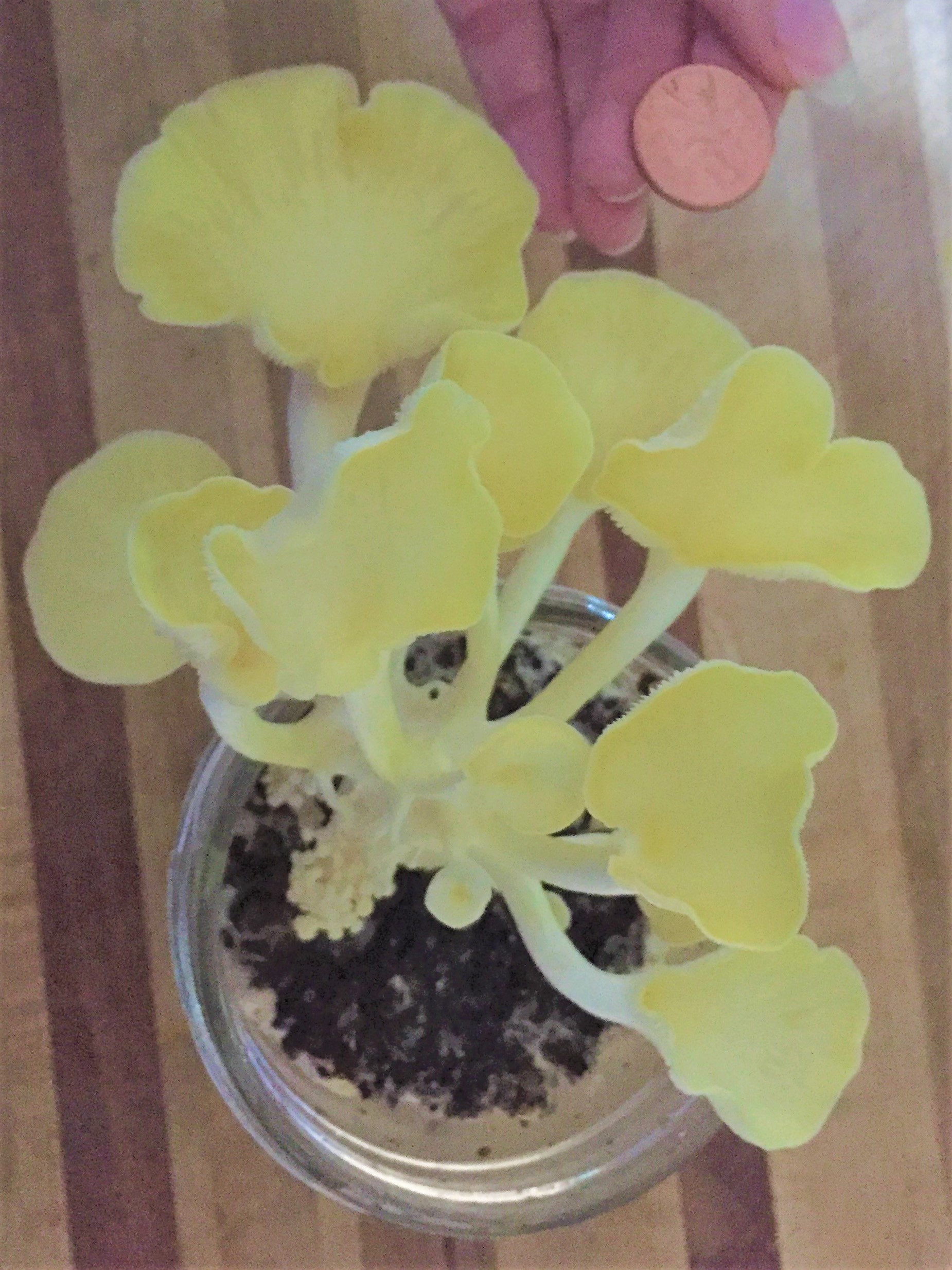 How to Grow Oyster Mushrooms Indoors Sporulove