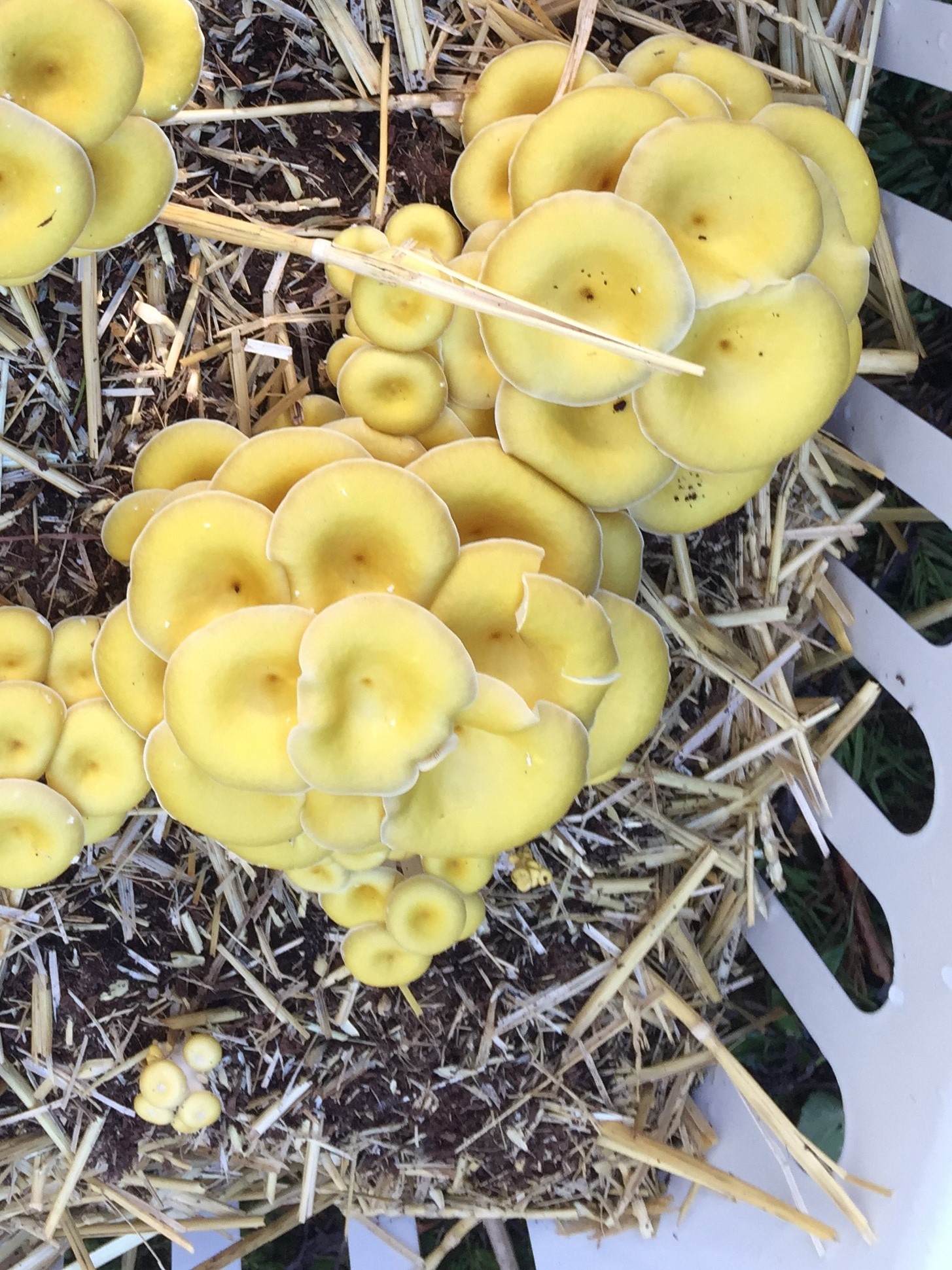 Instant Pot Growing Mushrooms: Pasteurized Straw Update 